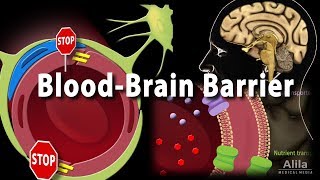 Blood Brain Barrier Animation [upl. by Eisaj]