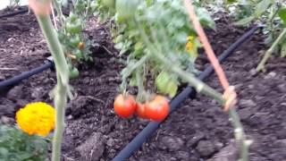 Harvesting Tomato Variety Stupice [upl. by Cherye10]