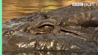 Top 5 Killer Crocodile Moments  BBC Earth [upl. by Map]