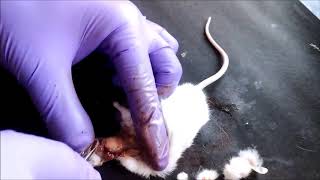 Mouse Brain Dissection 1 [upl. by Inahet]