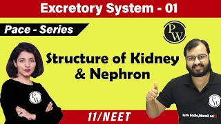 Excretory System 01  Chapter 19  Structure of Kidney and Nephron  Class 11  NEET  Pace Series [upl. by Ynnod839]