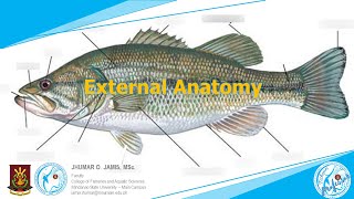 Fish External Anatomy [upl. by Naoj874]