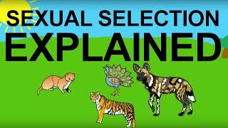 Sexual Selection Explained Evolution 101 [upl. by Bidget]