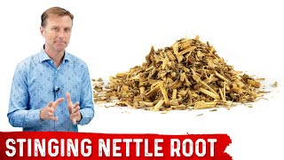 5 Benefits of Stinging Nettle Root [upl. by Shulem117]