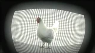 Chick dance  цыпочка танцует  小鸡舞 [upl. by Humfried]