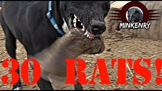 Mink and Dogs DESTROY 30 RATS [upl. by Arabella717]