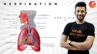 Human Respiratory System ANIMATED Class 10th  Life Processes Class 10 Science Biology  CBSE 2024 [upl. by Enelam208]