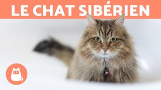 LE CHAT SIBÉRIEN  Caractéristiques soins et santé [upl. by Etteyafal932]