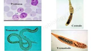 Introduction to Medical Parasitology lecture [upl. by Anilahs]