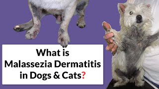 What is contact dermatitis  Patient Explainers [upl. by Afas]