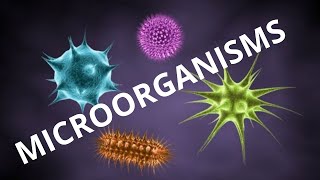 microorganisms  types of microorganisms [upl. by Nnaes]