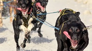 Sprint sled dog race through Anchorage [upl. by Tareyn84]