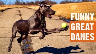 Funny Great Danes Moments [upl. by Hooker]