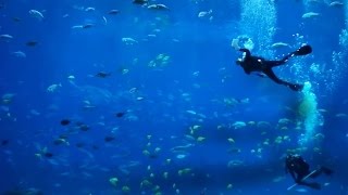 Discover the Peaceful Underwater Sounds of Georgia Aquarium [upl. by Tyoh925]