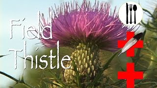 Field Thistle Edible amp Medicinal [upl. by Burbank]