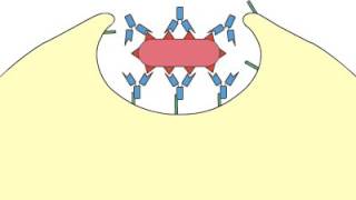 Phagocytosis Opsonization [upl. by Sergei]