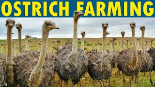 Ostrich Farming  How to Start an Ostrich Farm [upl. by Odlanier]