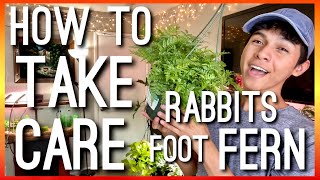 HOW TO CARE FOR RABBITS FOOT FERN Davallia Griffithiana  HOUSEPLANT CARE ON RABBITS FOOT FERN [upl. by Nie]