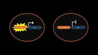 CreLoxP Recombination [upl. by Annatnom]