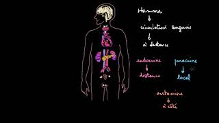 Introduction au système endocrinien [upl. by Bordy82]