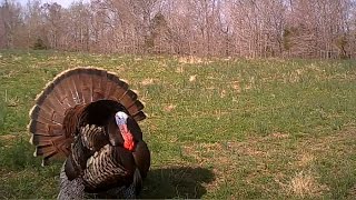 Gobblers Spitting and Drumming  Calling All Turkeys [upl. by Dnomder]