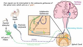 Gate Control Theory of Pain [upl. by Esme757]