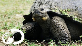 The Biggest Tortoise In the World  Big Pacific [upl. by Ennazor]