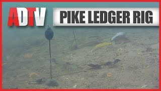 AD QuickBite  How To Tie A Deadbait Ledger Rig For Pike [upl. by Didi]