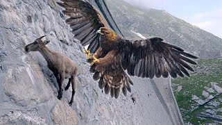 15 Deadliest Eagles in the World [upl. by Phiona]