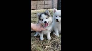 Pomsky Puppies PRICES REDUCED [upl. by Debra]