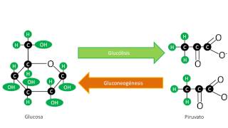 Gluconeogénesis  Síntesis de Glucosa [upl. by Bernard]