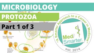 Protozoa  Microbiology  USMLE STEP 1  Part 1 of 3 [upl. by Karleen57]