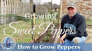 How To Grow Peppers ADVANCED Complete Growing Guide [upl. by Eidod]