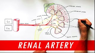 Anatomy tutorial  Renal Artery Branches [upl. by Xonk]