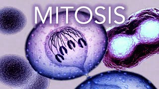 MITOSIS  MADE SUPER EASY  ANIMATION [upl. by Neeron]