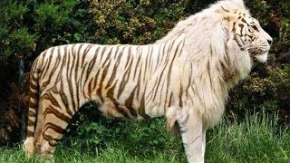 10 Awesome Hybrid Animals That Actually Exist 🦓🦁  ❓ [upl. by Ethel131]