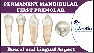 Permanent Mandibular First Premolar  Buccal and Lingual Aspect  Tooth Morphology  Dental Anatomy [upl. by Lubet]