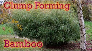 The Best Clump Forming Bamboo You Can Grow  Fargesia Guide [upl. by Ahseikal731]