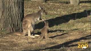 Baby Kangaroos Thinking Outside the Pouch [upl. by Peter]