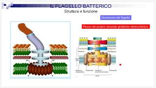 Il flagello batterico [upl. by Purdy]