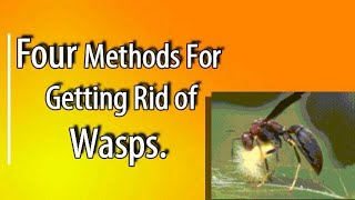 Four Ways To Eliminate Wasps Around Your Homestead [upl. by Ennaylloh]