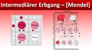 Intermediärer Erbgang  Mendel  Biologie Genetik Mittel und Oberstufe [upl. by Rustin]