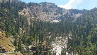 🌲 Cupressus torulosa 🌲 Himalayan Cypress  सुरई  India 🇮🇳 [upl. by Hammock]