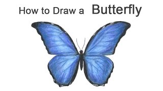 How to Draw a Butterfly Blue Morpho [upl. by Salamanca]