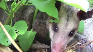 Possum opossum zarigüeya [upl. by Agustin591]