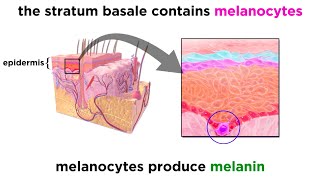 The Integumentary System [upl. by Arua]