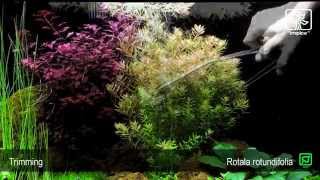 Rotala rotundifolia [upl. by Blank]