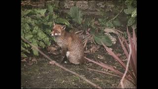 Foxes mating in London back yard [upl. by Coucher]