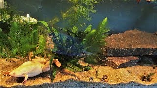 African Clawed Frog Tank Setup amp Care Xenopus laevis [upl. by Carnay]