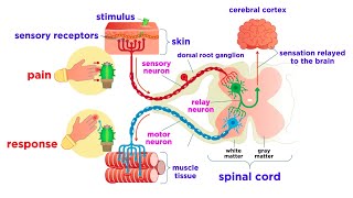 The Peripheral Nervous System Nerves and Sensory Organs [upl. by Anastos873]